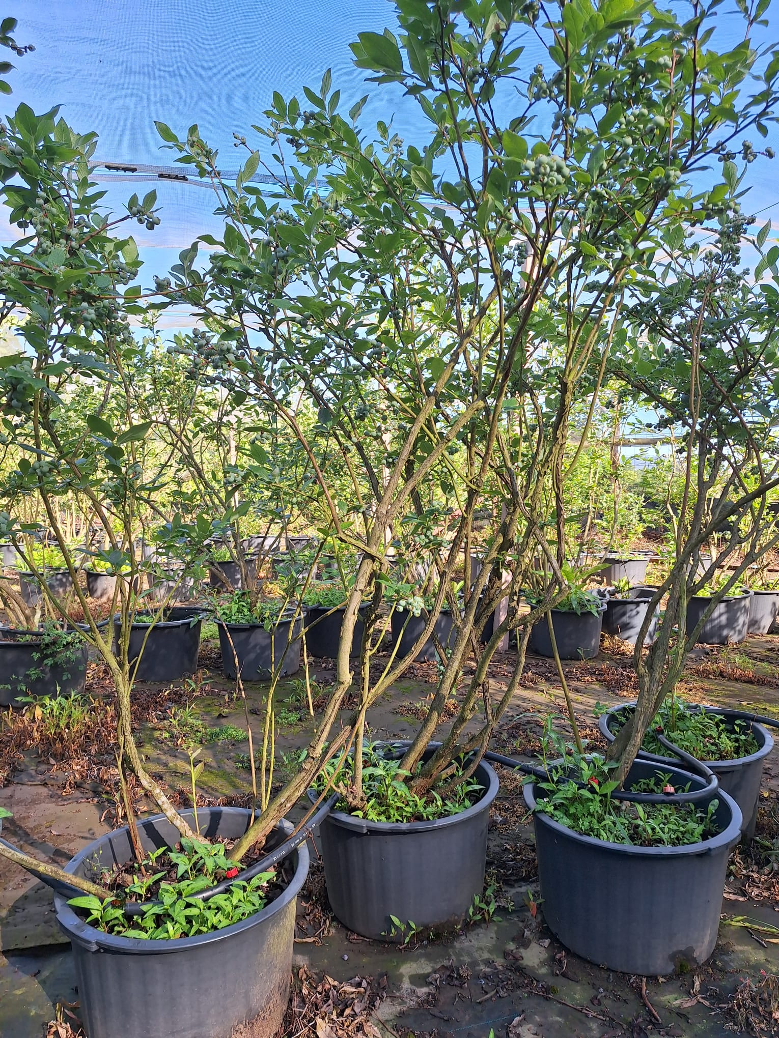 Plantas de Mirtilo